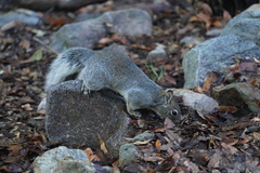 Sciurus arizonensis