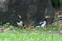 Gracupica floweri