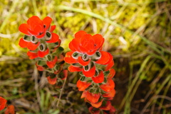 Castilleja nervata