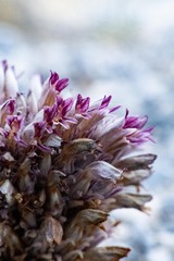 Aphyllon corymbosum