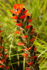 Castilleja nervata