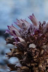 Aphyllon corymbosum