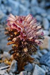 Aphyllon corymbosum