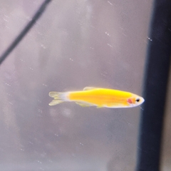 Danio
