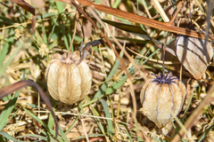 Physalis angulata