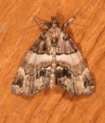Cutina distincta