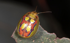Paropsisterna nobilitata
