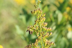 Leptoglossus phyllopus