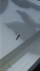 Diplopoda