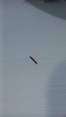 Diplopoda