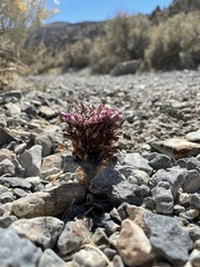 Aphyllon corymbosum