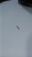 Diplopoda