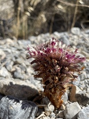 Aphyllon corymbosum