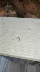Diplopoda