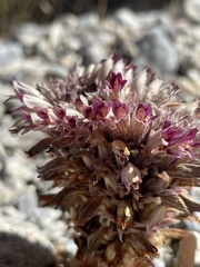 Aphyllon corymbosum