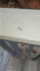 Diplopoda