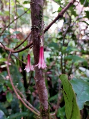 Alseuosmia macrophylla