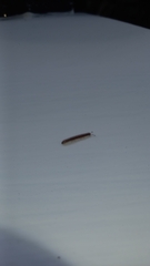 Diplopoda