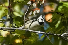 Baeolophus wollweberi