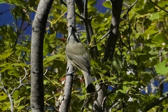 Baeolophus wollweberi