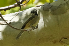 Baeolophus wollweberi