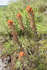 Castilleja nervata