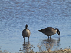 Branta hutchinsii leucopareia