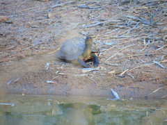 Melanochelys trijuga