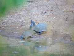 Melanochelys trijuga