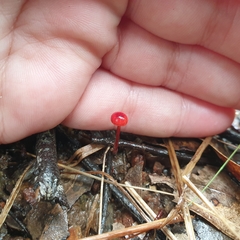 Cruentomycena viscidocruenta