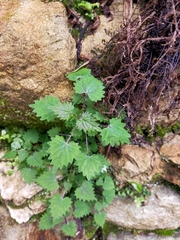 Urtica sykesii