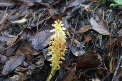 Conopholis