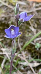 Thelymitra arenaria