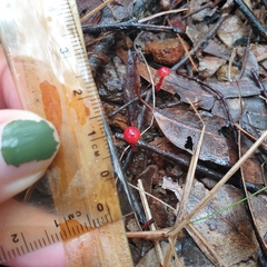 Cruentomycena viscidocruenta