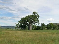 Adansonia gregorii