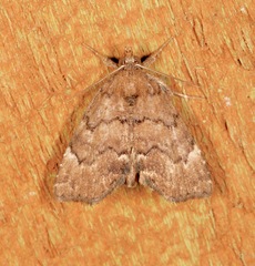Cutina aluticolor
