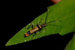Chauliognathus imperialis