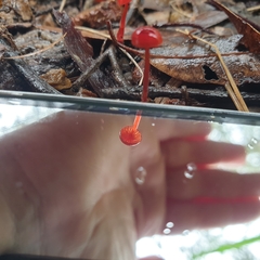 Cruentomycena viscidocruenta