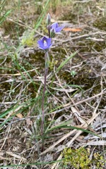 Thelymitra arenaria