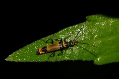 Chauliognathus imperialis