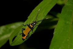 Chauliognathus imperialis