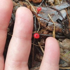 Cruentomycena viscidocruenta