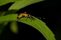 Chauliognathus imperialis