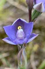 Thelymitra arenaria