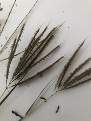 Poaceae