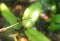 Prodasineura verticalis