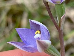 Thelymitra arenaria