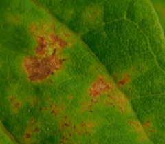 Asteromella platanoidis