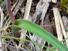 Thelymitra arenaria