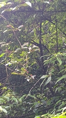 Viburnum luzonicum